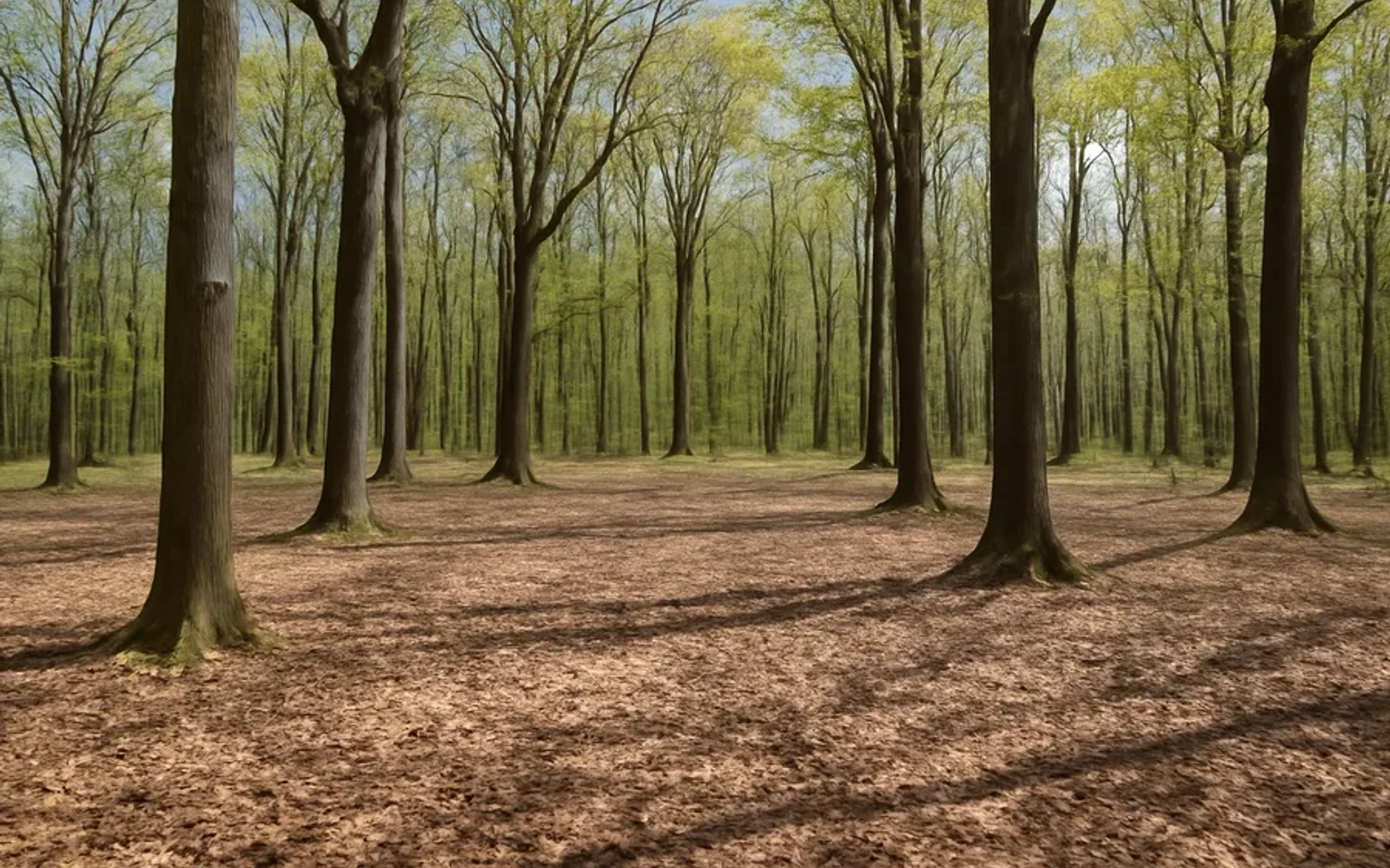 Wooded land in Derry